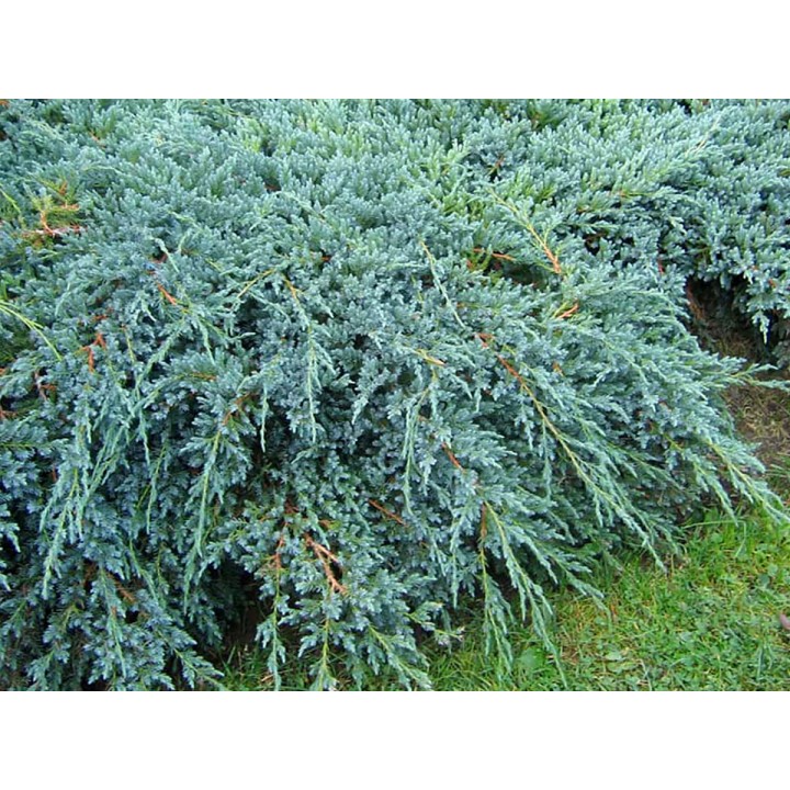 Можжевельник средний Juniperus media "Pfitzeriana Glauca"
